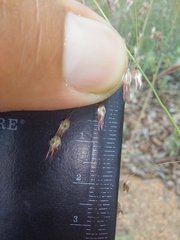 Melinis repens grandiflora