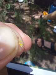 Melinis repens grandiflora