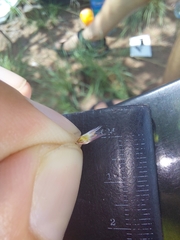 Melinis repens grandiflora