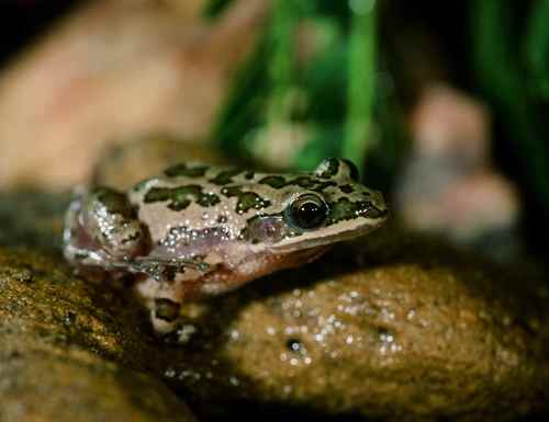 Pseudacris clarkii