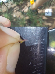 Melinis repens grandiflora