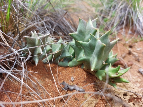 Orbeopsis albocastanea (Marloth) L.C.Leach 2