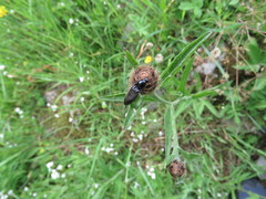 Hemicrepidius hirtus