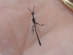 Gasteruption kaweahense