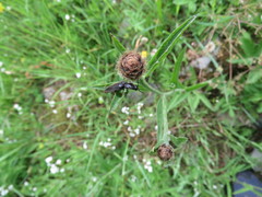 Hemicrepidius hirtus