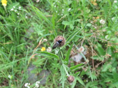 Hemicrepidius hirtus