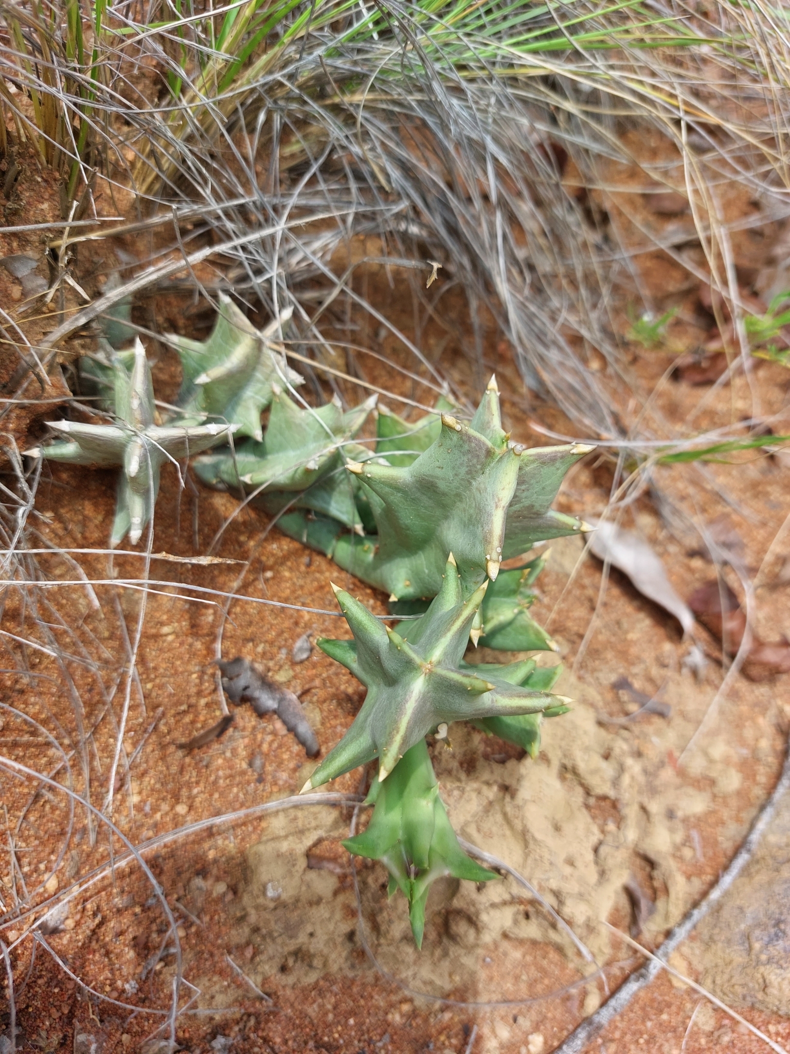 Stapelia furcata N.E.Br. 2