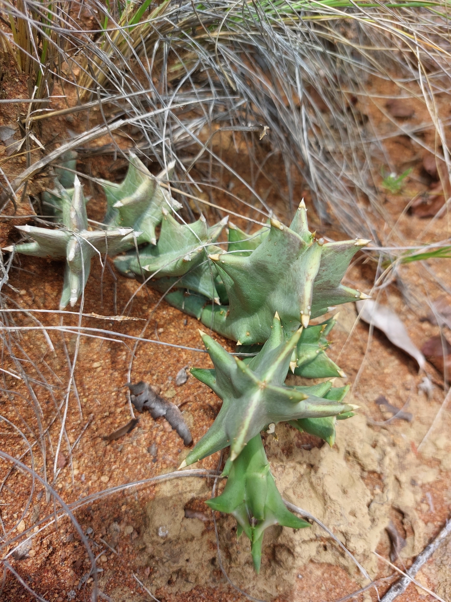 Stapelia furcata N.E.Br. 3