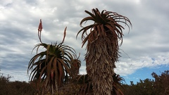 Aloe pluridens