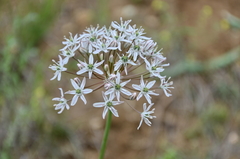 Allium tulipifolium
