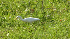 Bubulcus ibis image