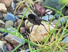 Zachaeus crista