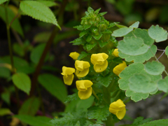 Pedicularis hoffmeisteri