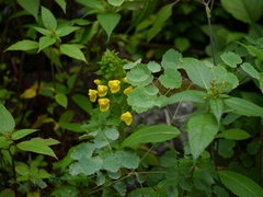 Pedicularis hoffmeisteri