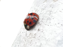 Harmonia axyridis