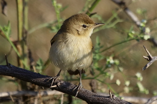 Blyth's Reed Warbler