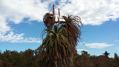 Aloe pluridens