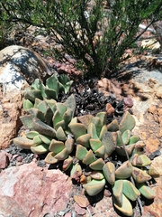 Pleiospilos compactus