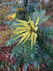 Berberidinae