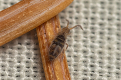 Entomobrya comparata