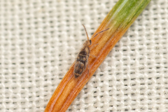 Entomobrya comparata