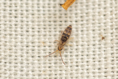Entomobrya comparata