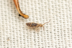 Entomobrya comparata