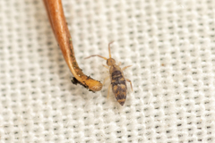 Entomobrya comparata