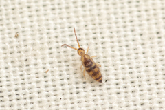 Entomobrya comparata