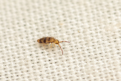 Entomobrya triangularis