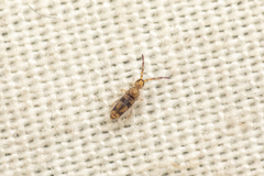 Entomobrya triangularis