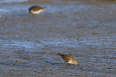 Calidris minuta