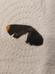 Melanis smithiae xarifa