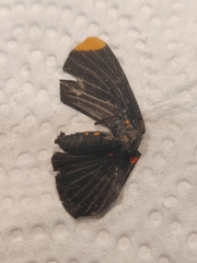 Melanis smithiae xarifa