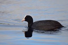 Fulica atra