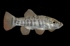 Cyprinodon desquamator