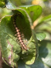 Helicorthomorpha