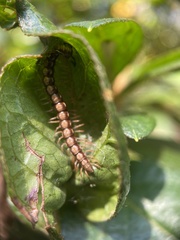 Helicorthomorpha