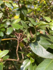 Helicorthomorpha