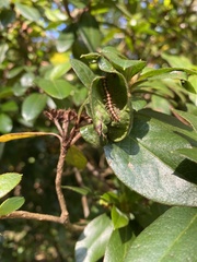 Helicorthomorpha