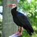 Southern Bald Ibis - Photo (c) Heather Paul, some rights reserved (CC BY-ND)