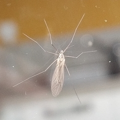 Trichocera hiemalis