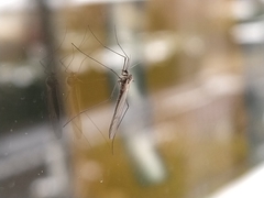 Trichocera hiemalis