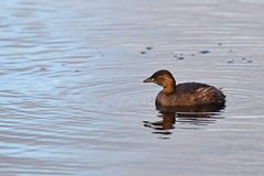 Tachybaptus ruficollis