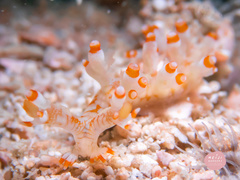 Bornella stellifera