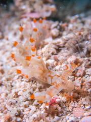 Bornella stellifera