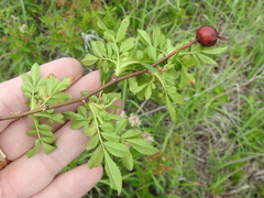 Rosa foliolosa