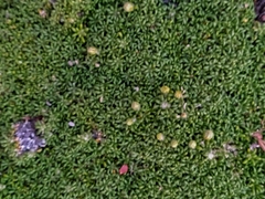 Brachyclados caespitosus