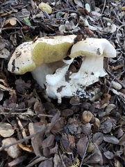 Boletus barrowsii