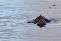 Tachybaptus ruficollis